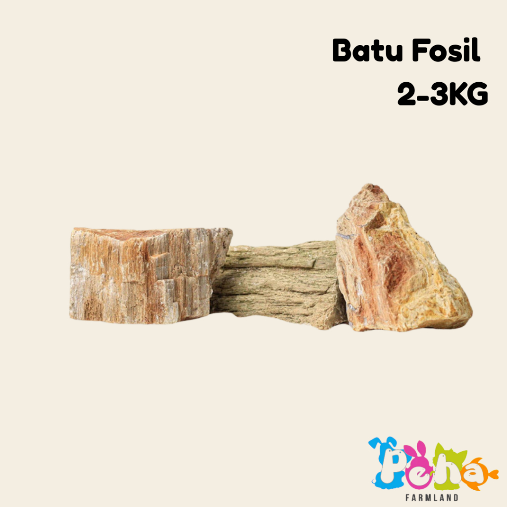 Batu Fosil Kayu Aquascape Batu Fosil 2-3KG