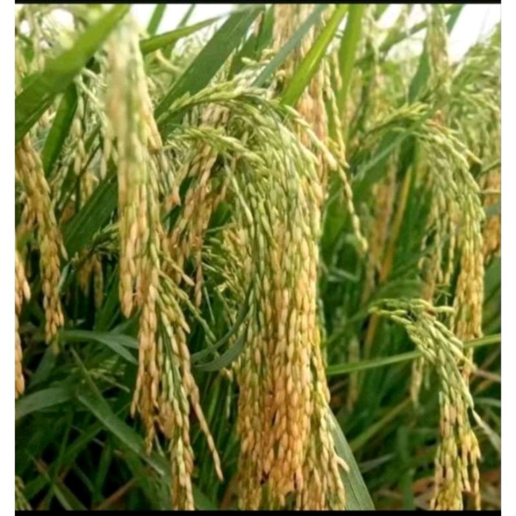 BENIH PADI INPAGO 12 AGRITAN KEMASAN 5KG