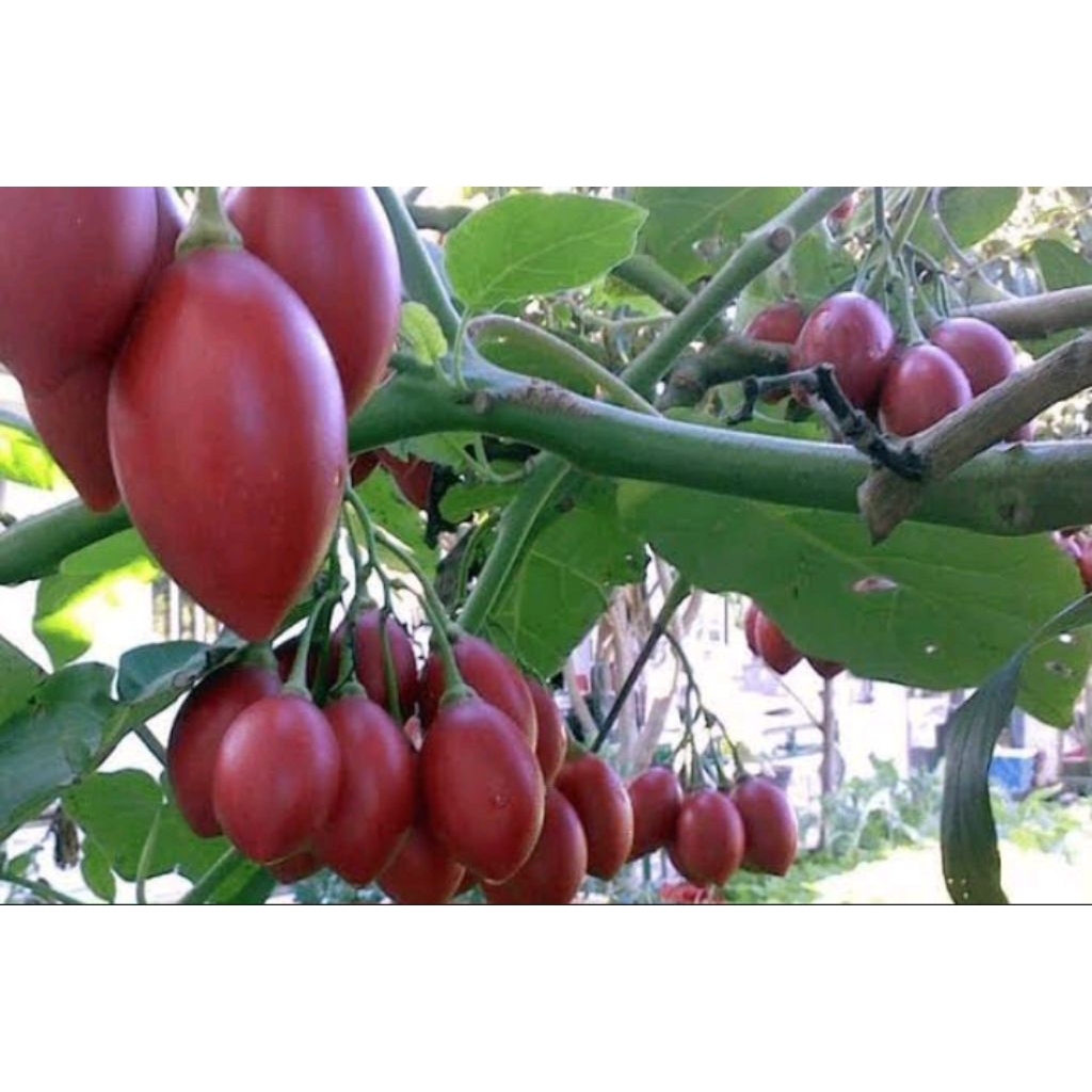 bibit terong belanda