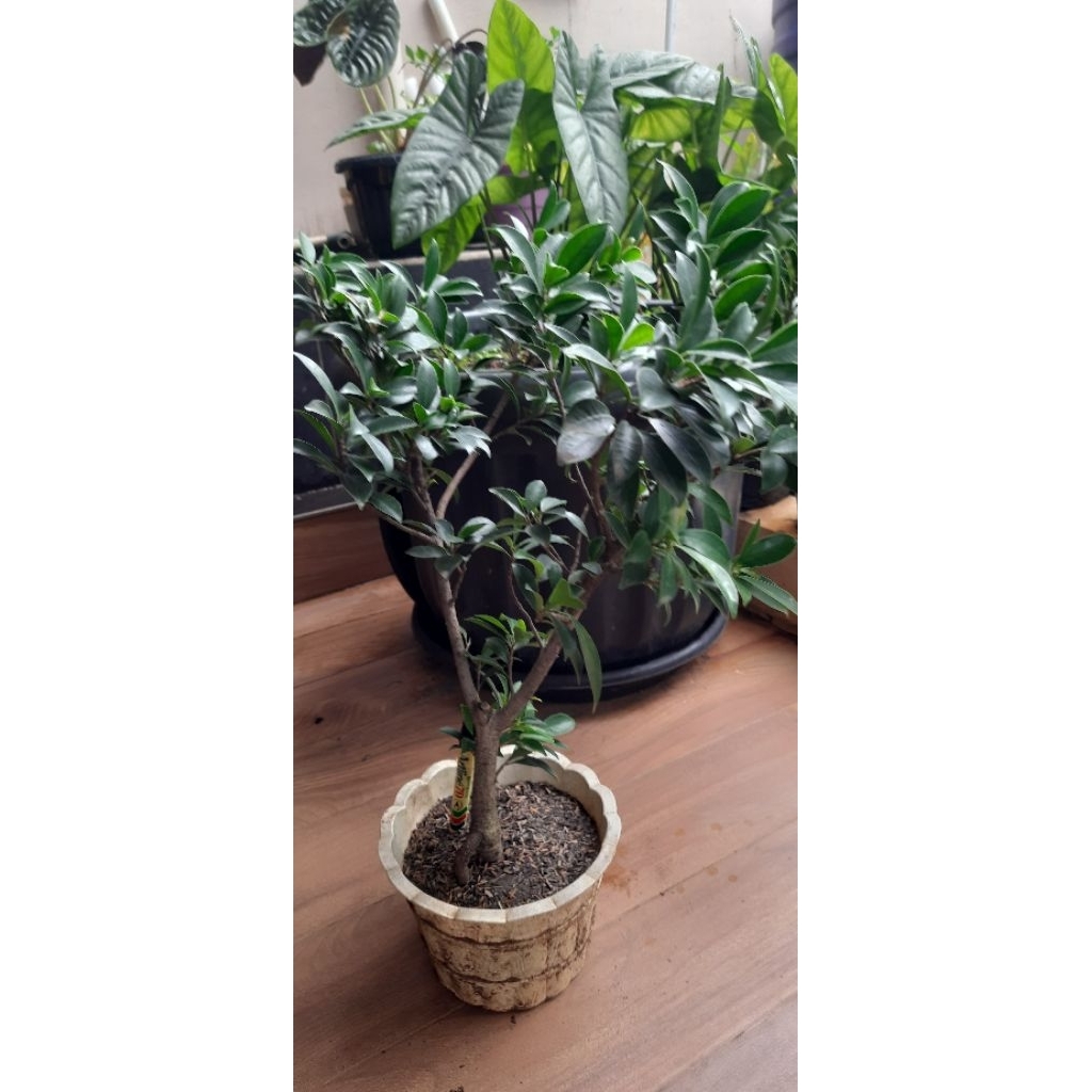 Bibit Bonsai Ficus Elegan