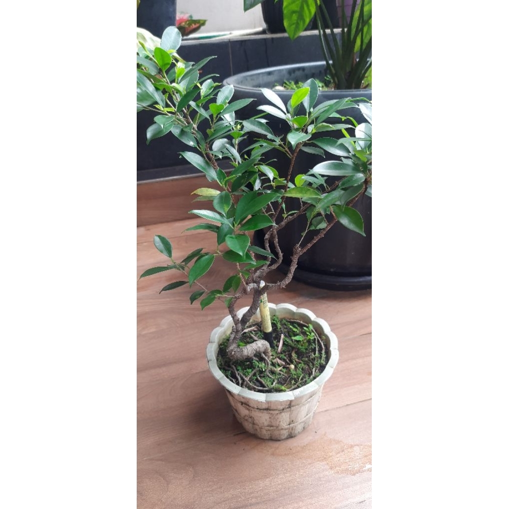 Bahan Bonsai Kimeng (Ficus Microcarpa)