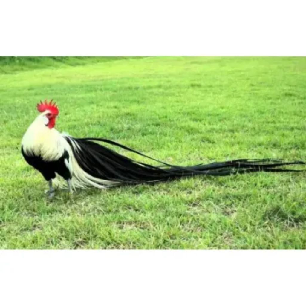 TELOR AYAM HIAS EKOR PANJANG SIAP UNTUK DI TETASKAN