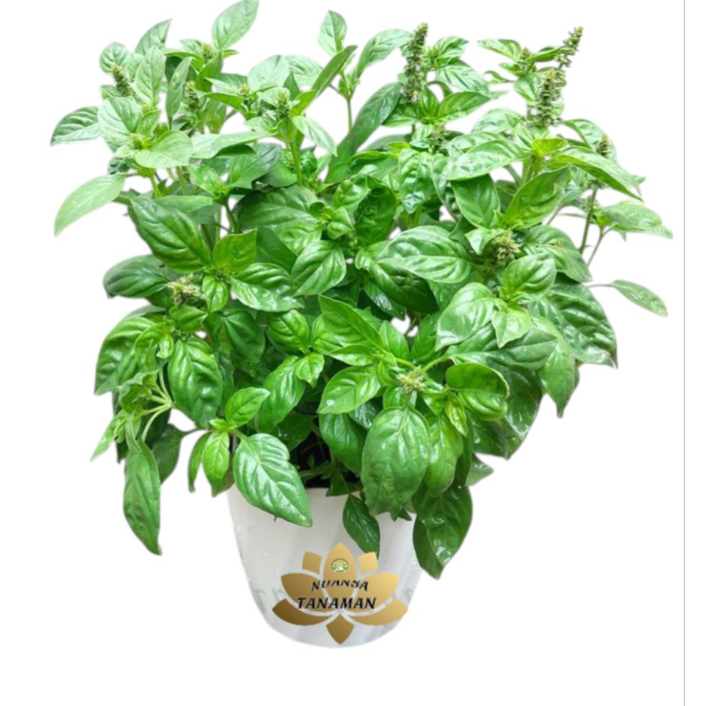 Tanaman Pohon Basil Herbal(Lalapan Basil) /Pohon Basil