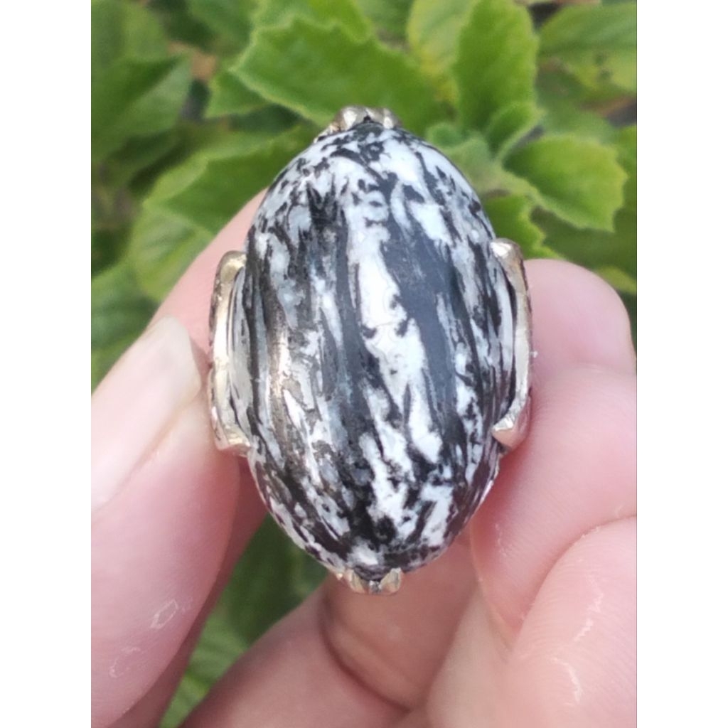 Natural Fosil Kelor Unik Antik