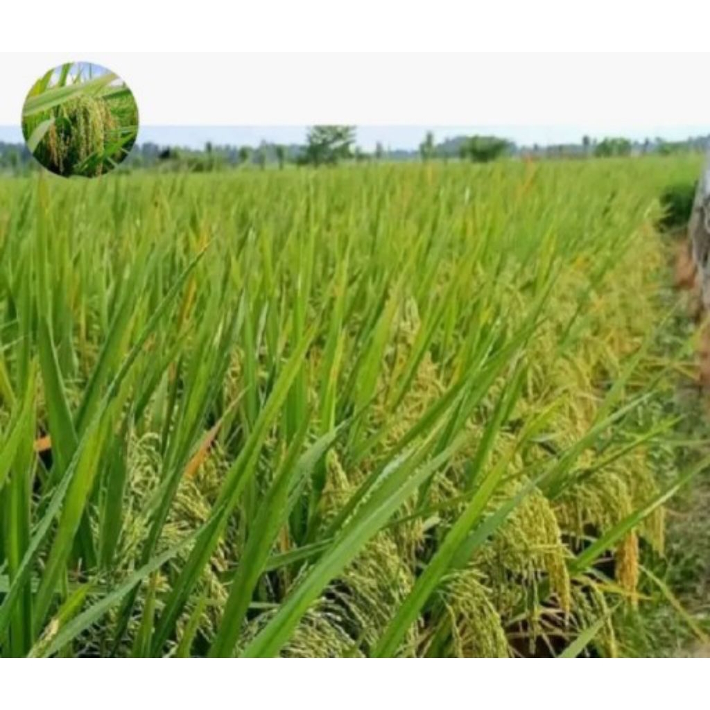 benih padi ciherang ss kemasan 5kg kualitas unggul tahan rebah