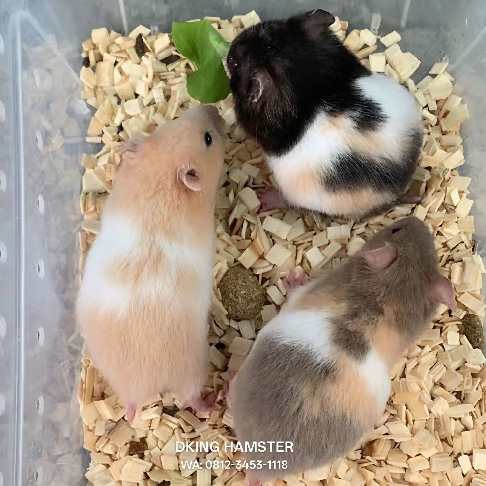 Hamster Syrian Jinak Hamster Gembul Sehat Dan Lincah Bestseller Termurah