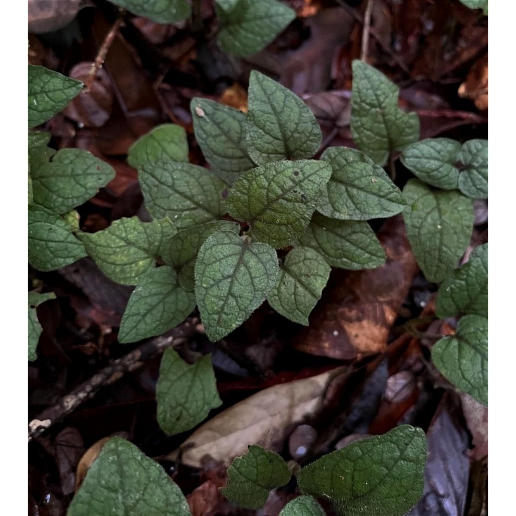 Piper velvet sp ramit