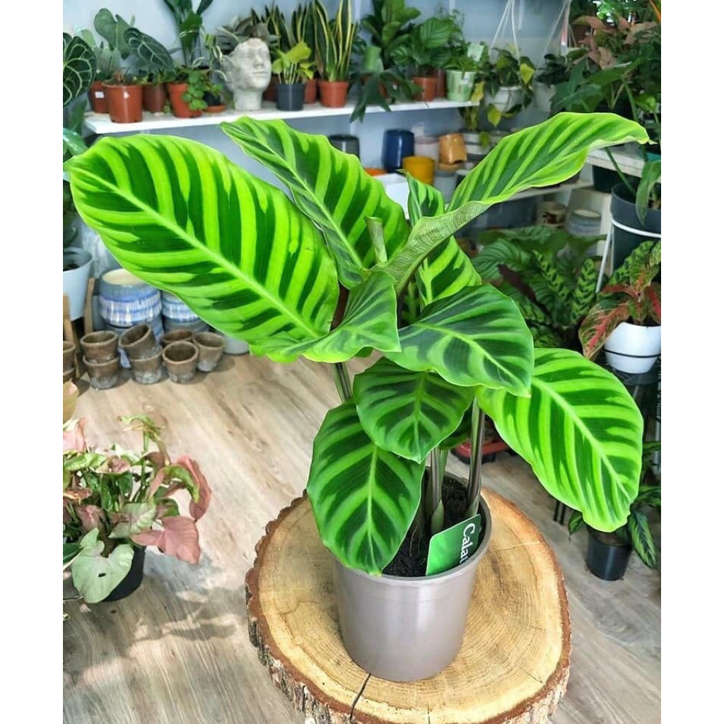 Calathea Zebrina Rimbun - Tanaman Calathea Zebrina