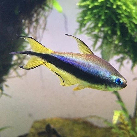 Ikan Hias Palmeri Tetra / Emperor Tetra / Ikan Aquascape / Ikan Hias Air Tawar