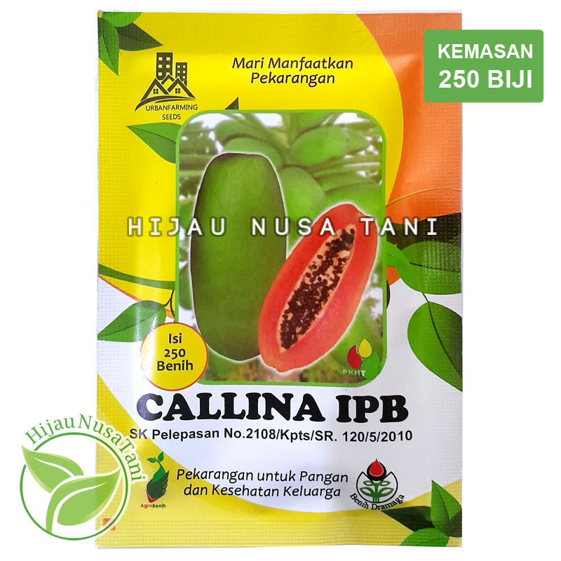 BENIH PEPAYA CALIFORNIA CALLINA IPB [ 250 biji / 250s / 5gr ] - bibit Pepaya kalifornia CALLINA IPB 