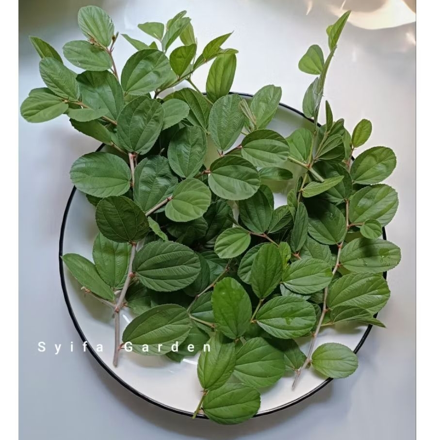 Daun Bidara arab segar 50 lembar / daun bidara arab asli