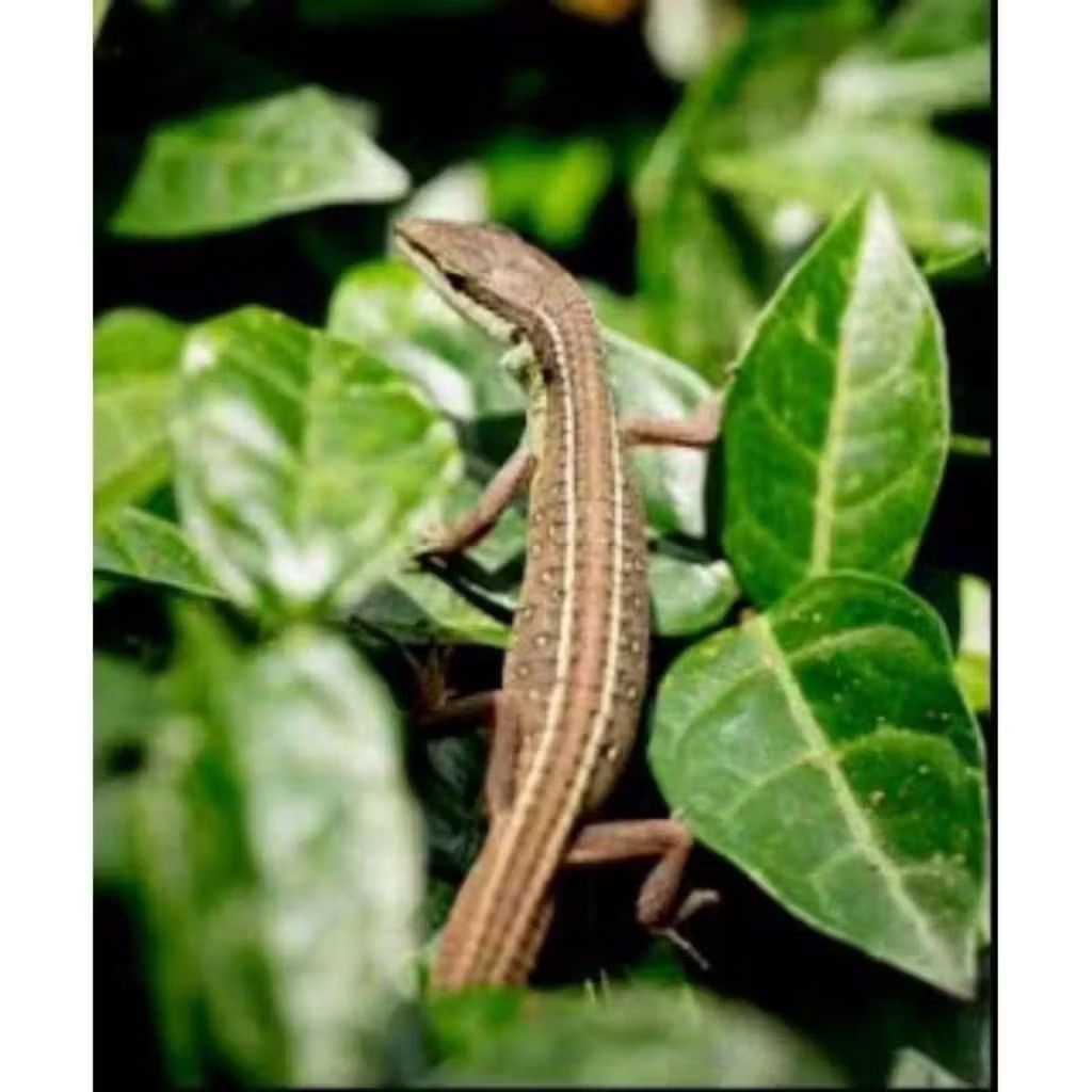 Mainan Anak dan Display Dekorasi Alam Kadal Rumput