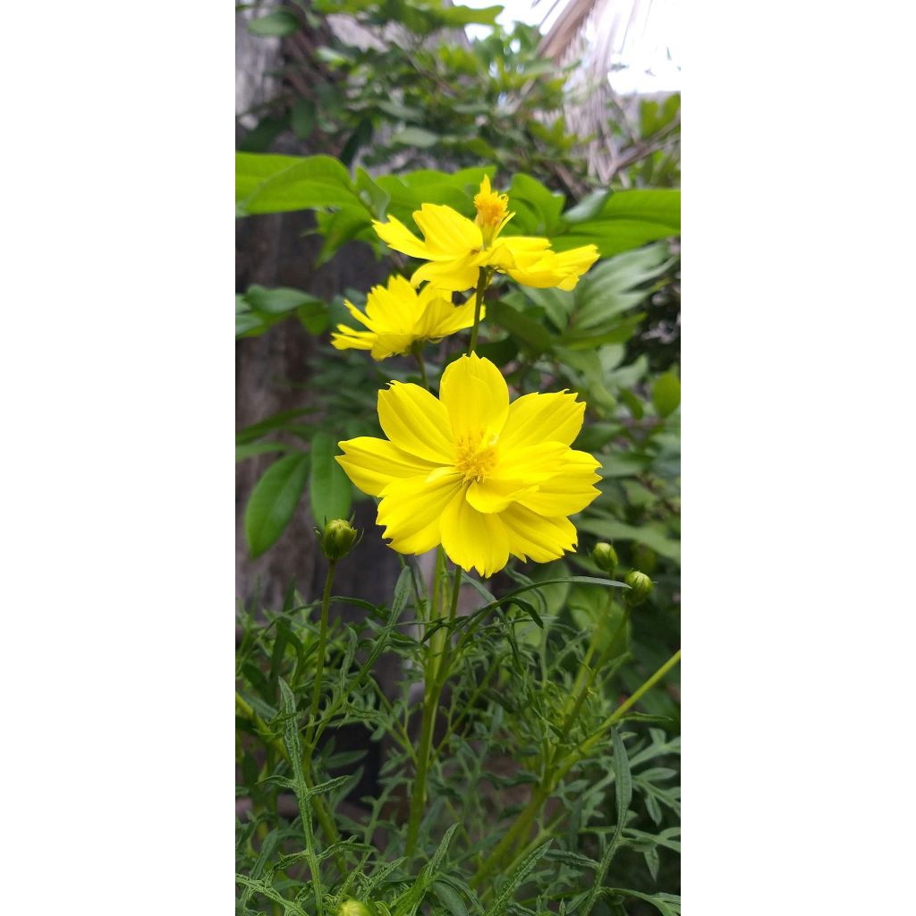Benih bunga kenikir cosmos warna kuning