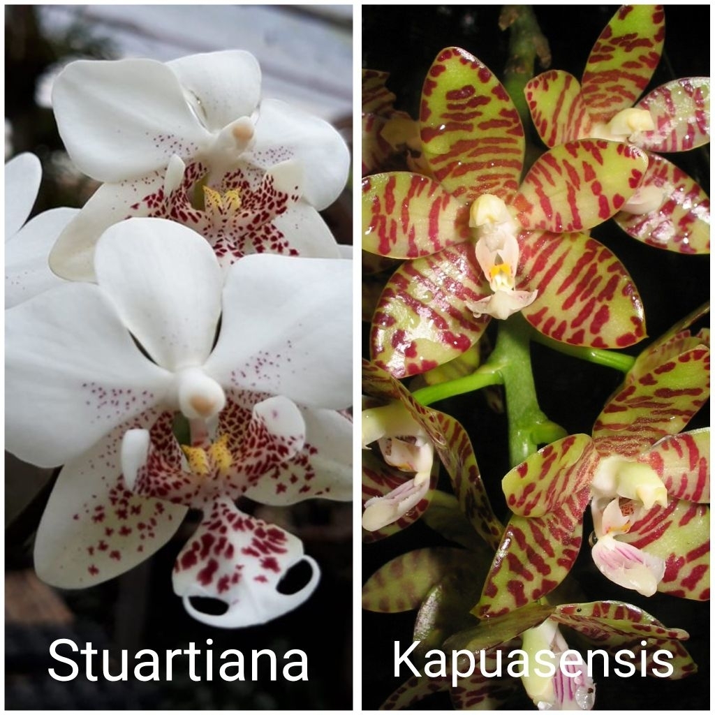 seedling anggrek bulan Phalaenopsis stuartiana x kapuasensis primary hybrid unik cantik