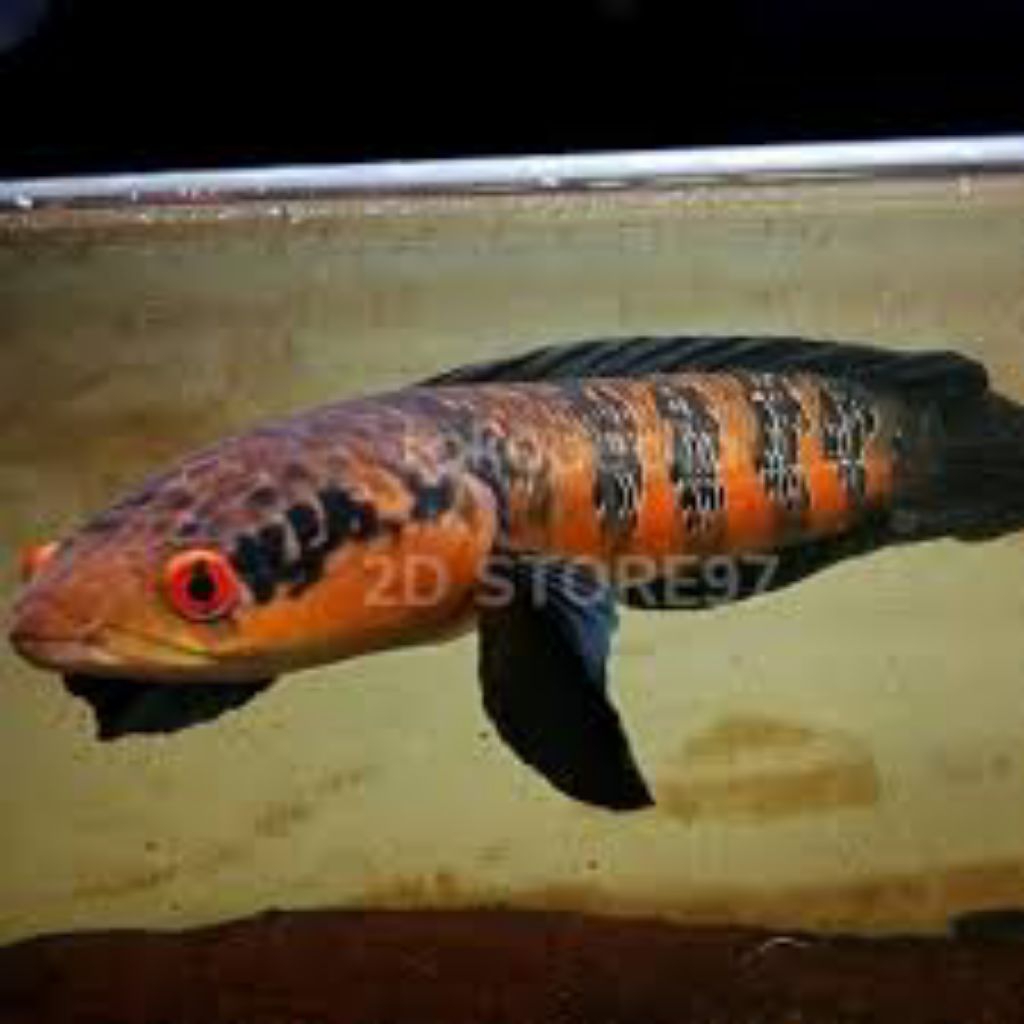 MISTERI BOX IKAN CANA RENDEM ZONX HADIAH UTAMA CANA AURANTI