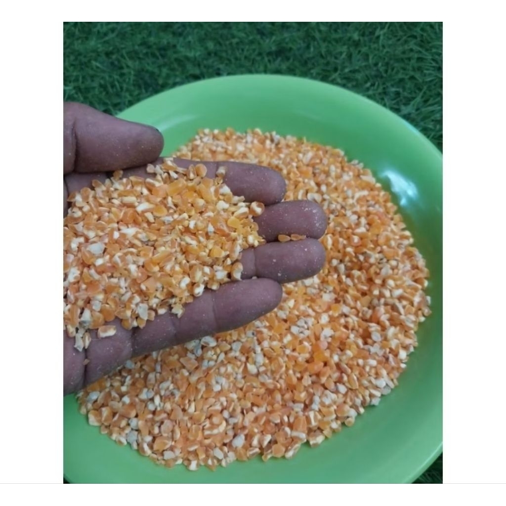 Jagung Giling jagung pecah jagung kering pakan ayam bebek burung