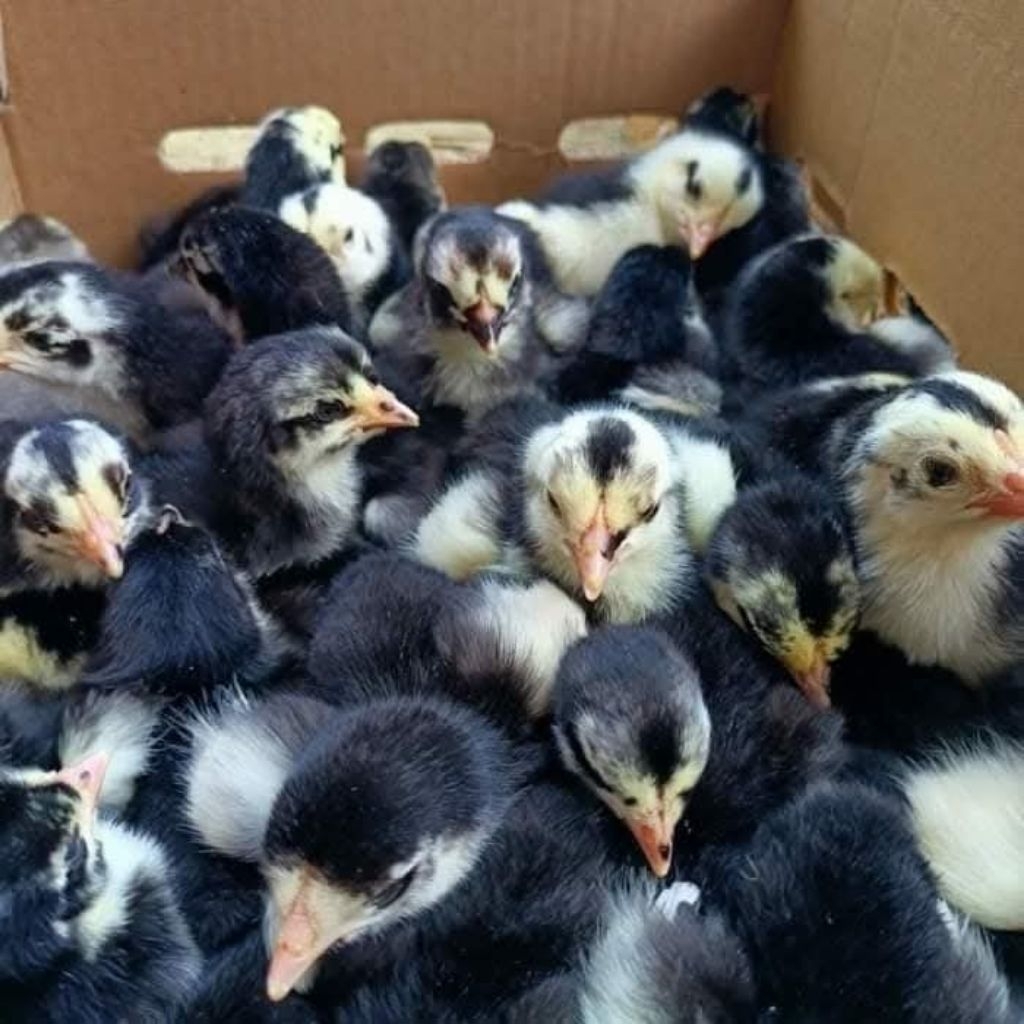 Bibit DOC Ayam Siam Blasteran usia 3-4 hari