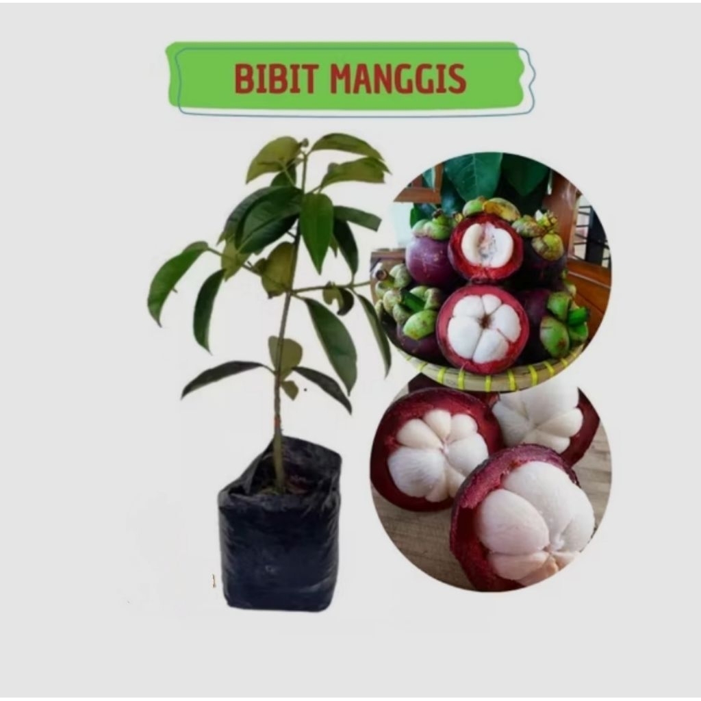 bibit manggis-bibit manggis okulasi-bibit manggis biji kecil okulasi cepat berbuah