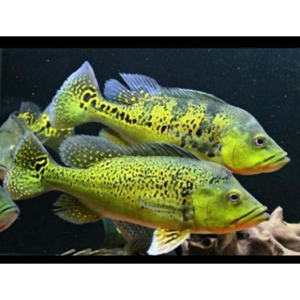 dekorasi Akuarium stiker ikan pbbas/vbas/teman arwana hiyasan Akuarium