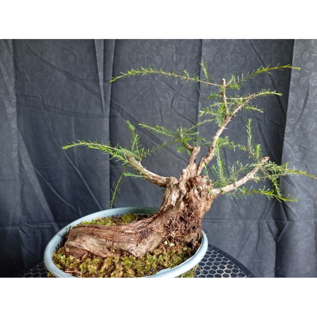 BAHAN BONSAI CUCUR ATAP / SAPU-SAPU