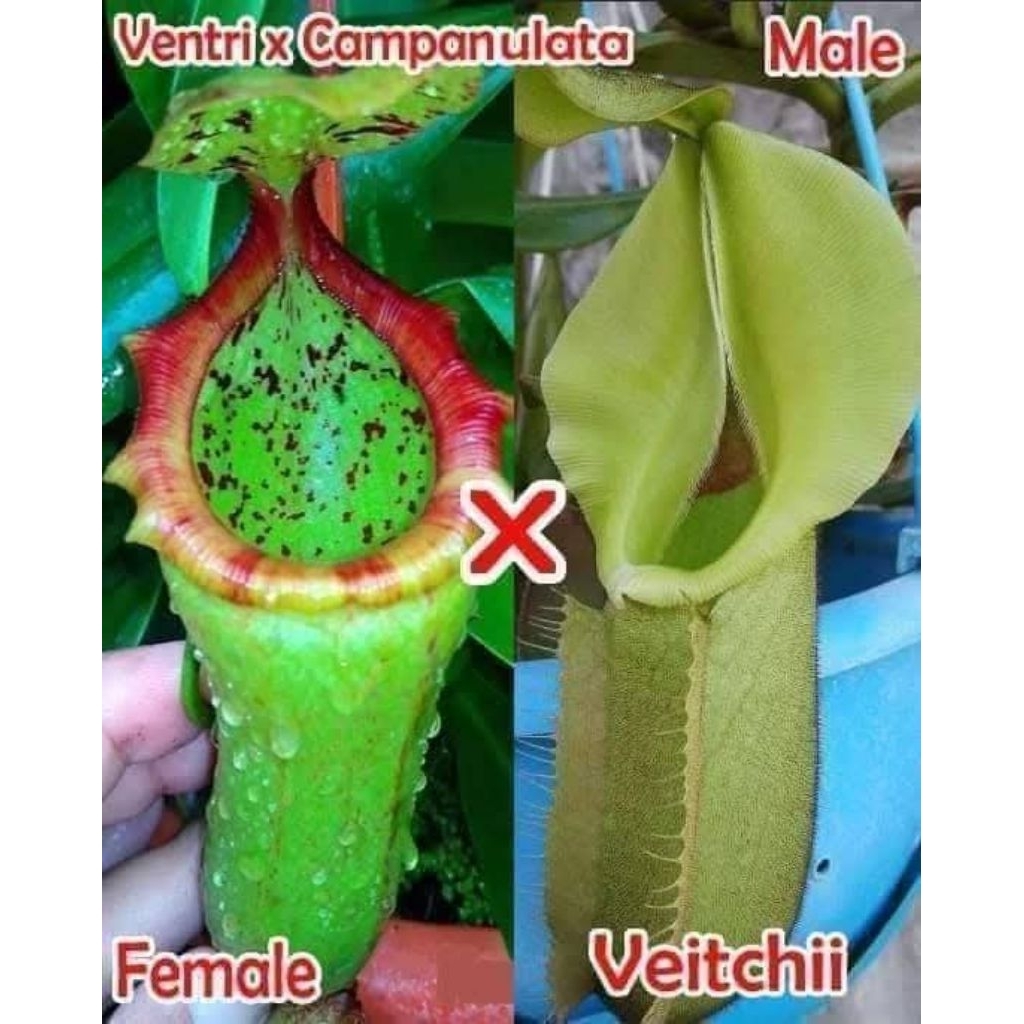 Nepenthes (Ventricosa x Campa) X Veitchii