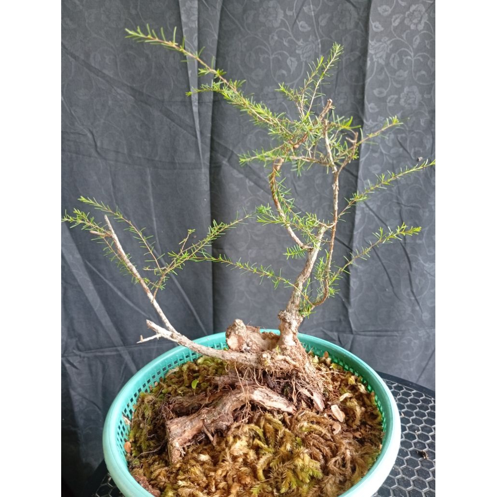 BAHAN CUCUR ATAP /SAPU-SAPU