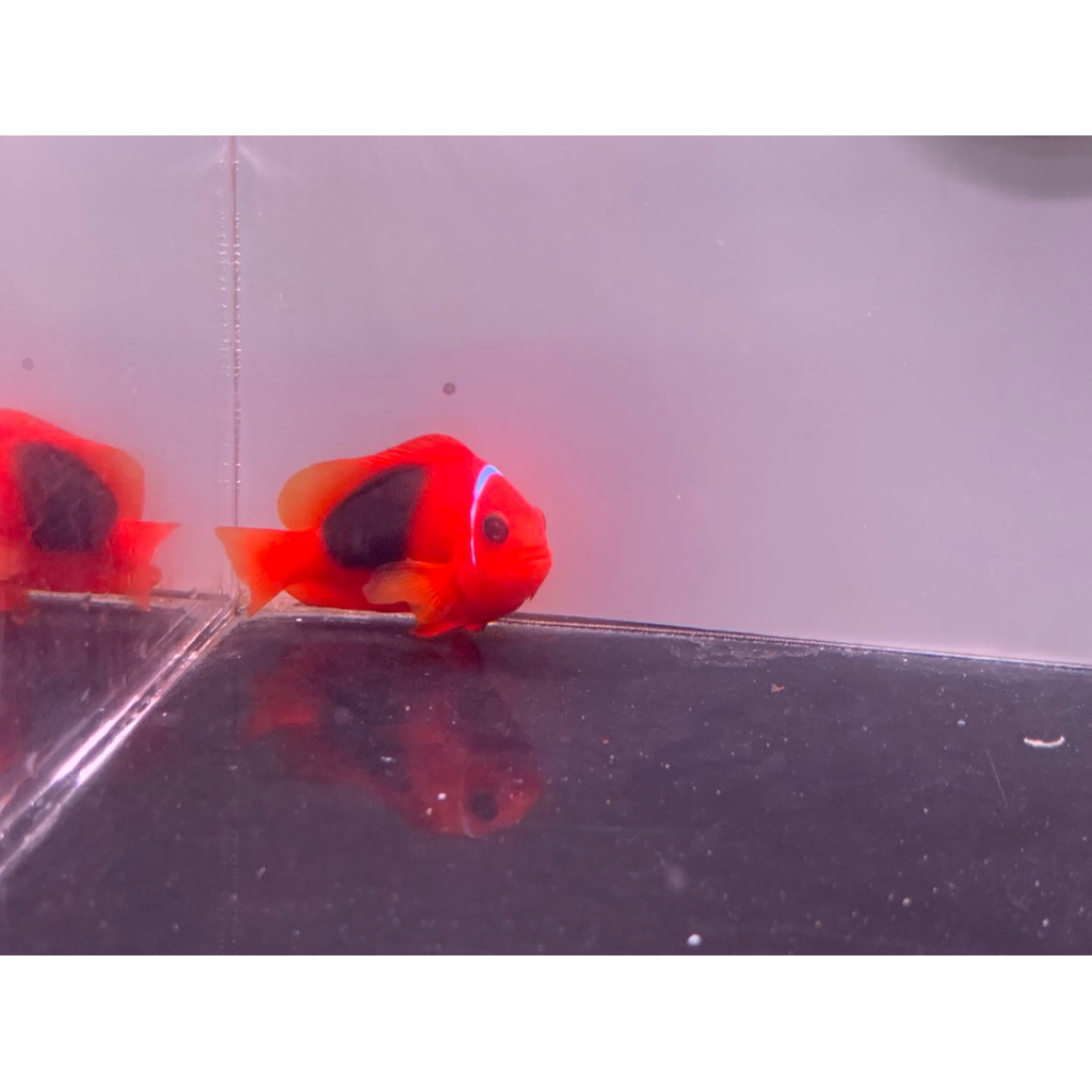 Giro Tompel Padang / Red saddleback anemonefish