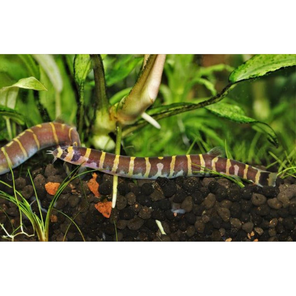 ikan kuhli loach aquascape