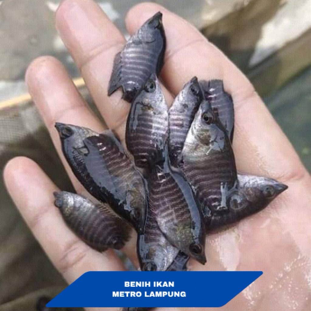 Benih Gurame 4-6 cm Isi 20 Ekor