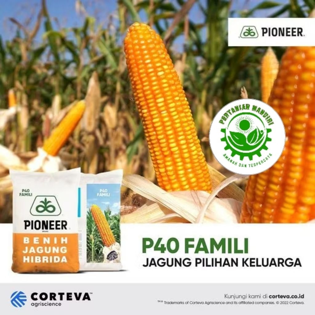 Benih jagung hibrida Pioneer P40 family 1kg