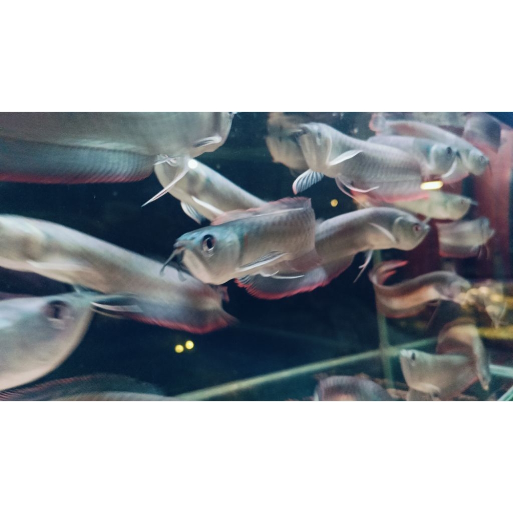 HIASAN RUMAH ARWANA SILVER RED