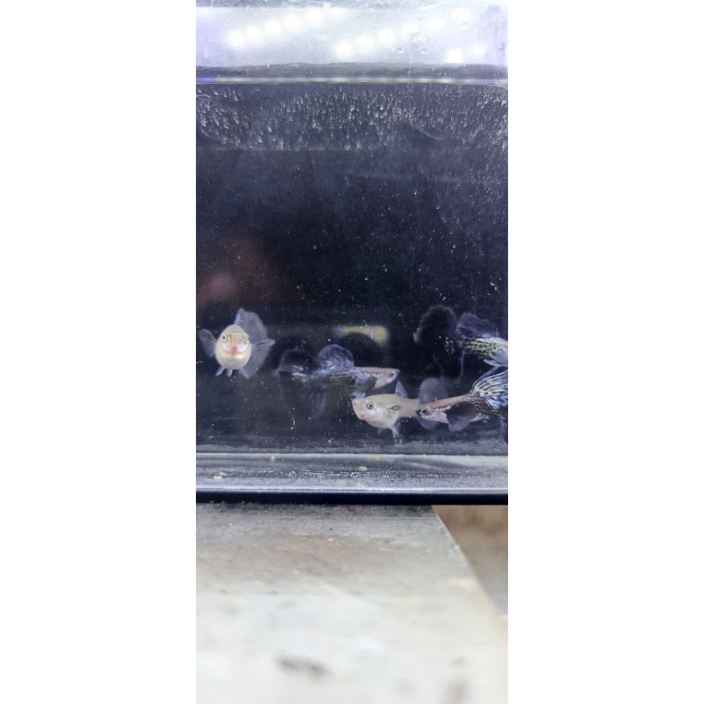 Pakan Guppy Purple Dragon Big Ear Halfmoon Pasangan