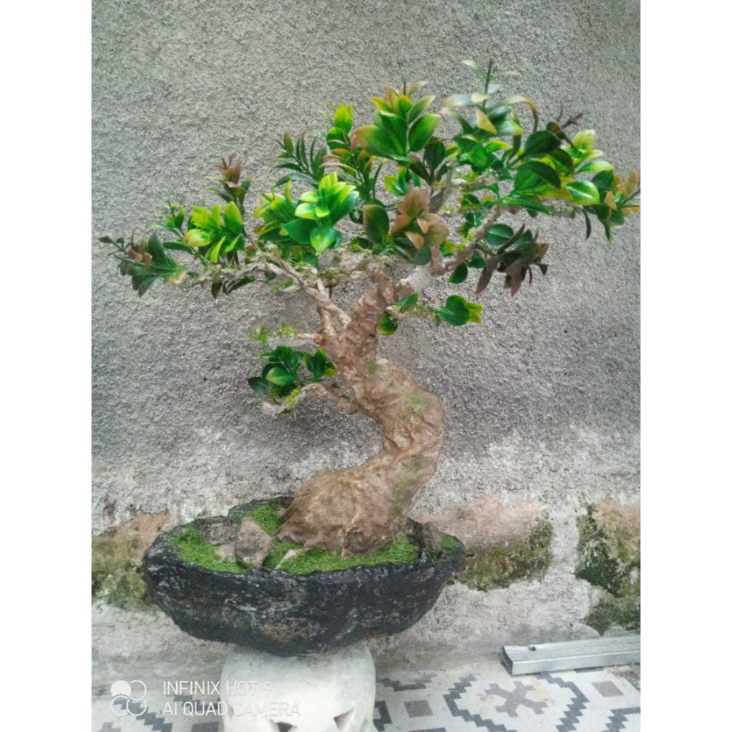 bonsai ficus