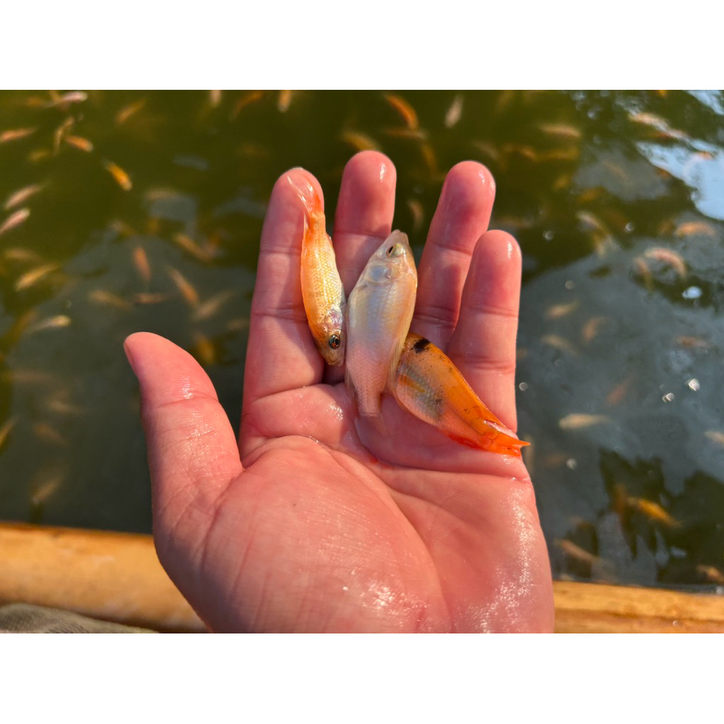 bibit ikan nila suprr bangkok paket 100 ekor sejaboditabek