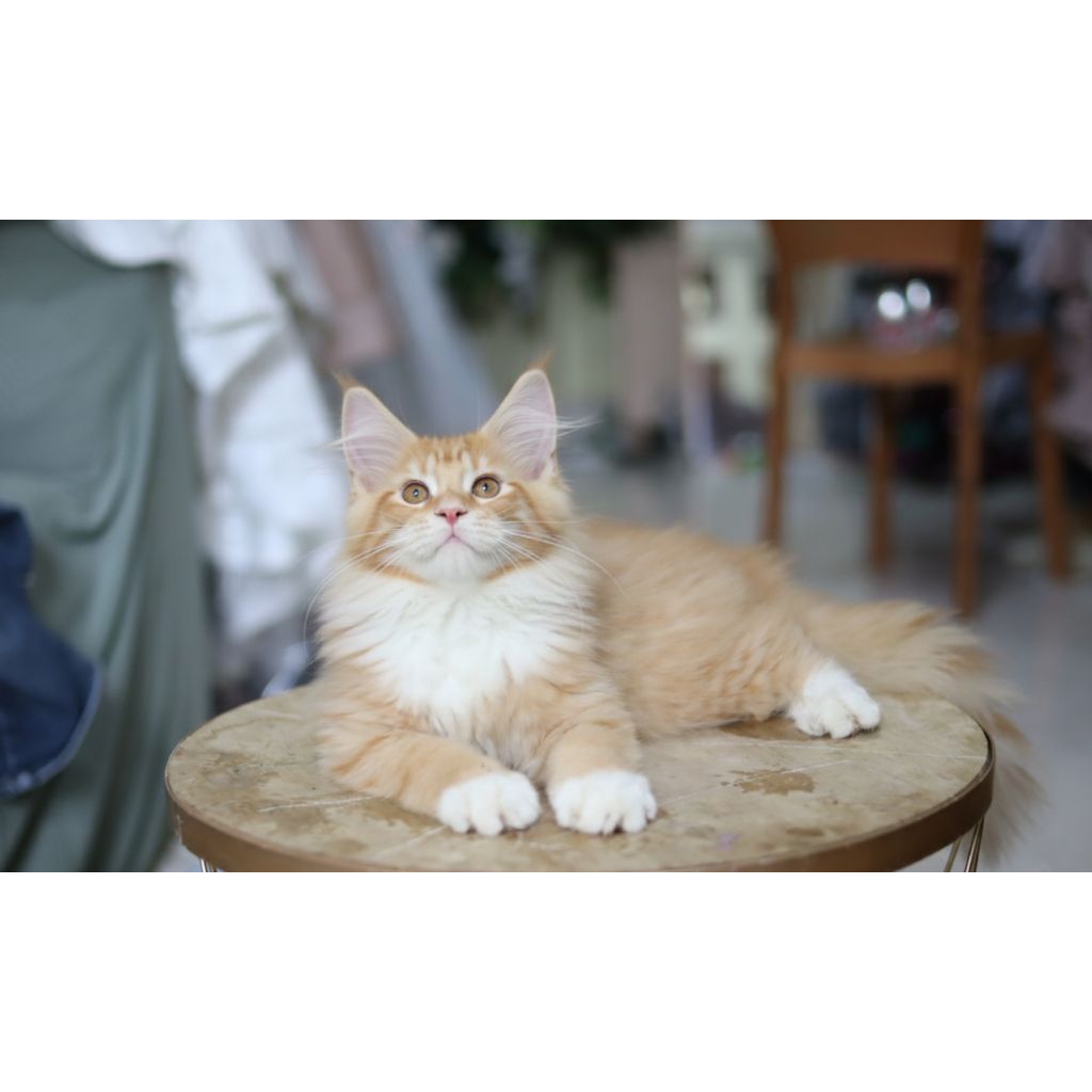 mainecoon jantan ganteng kaos kaki