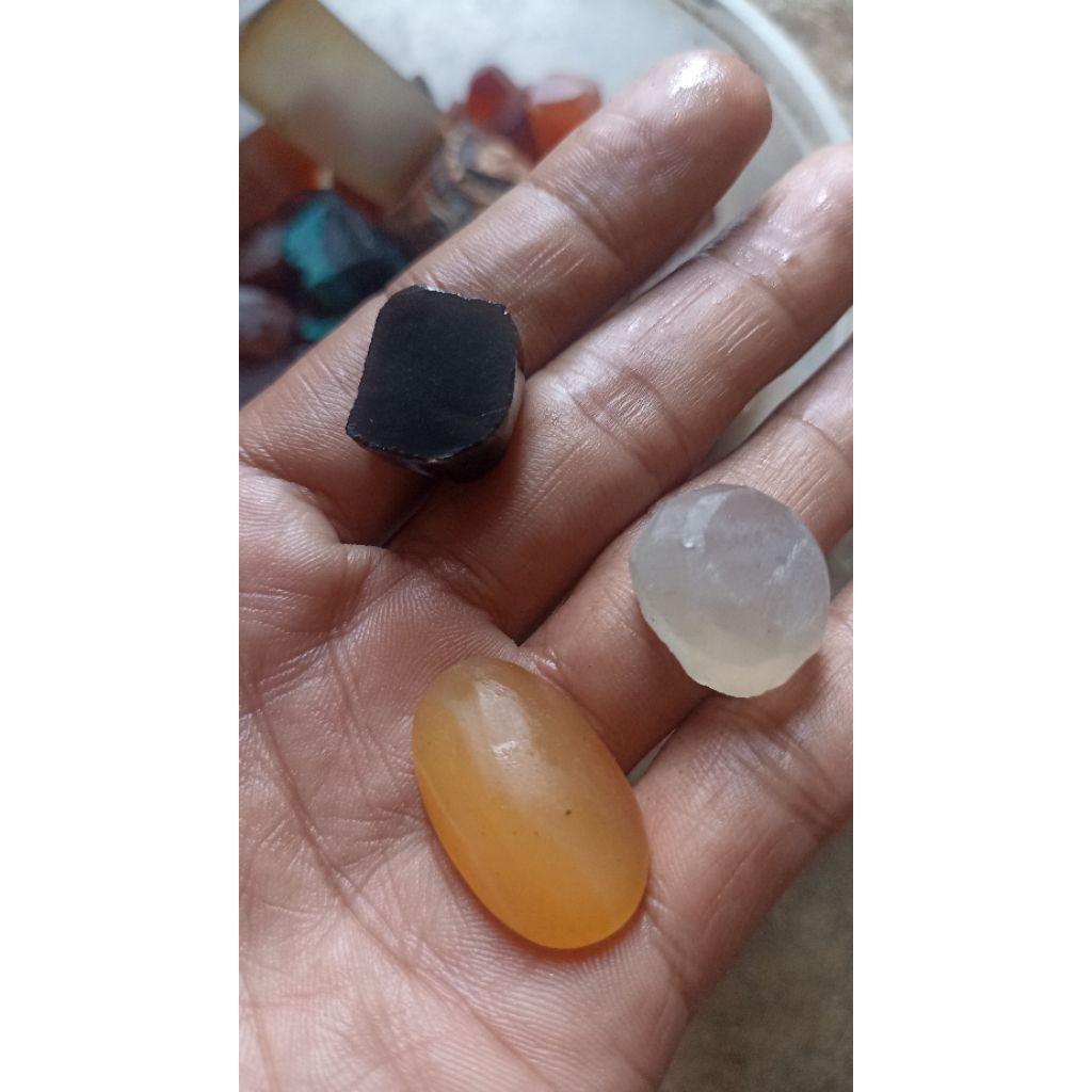 Cempaka  merah / Red rafflesia ) cimpago/ limau manis /