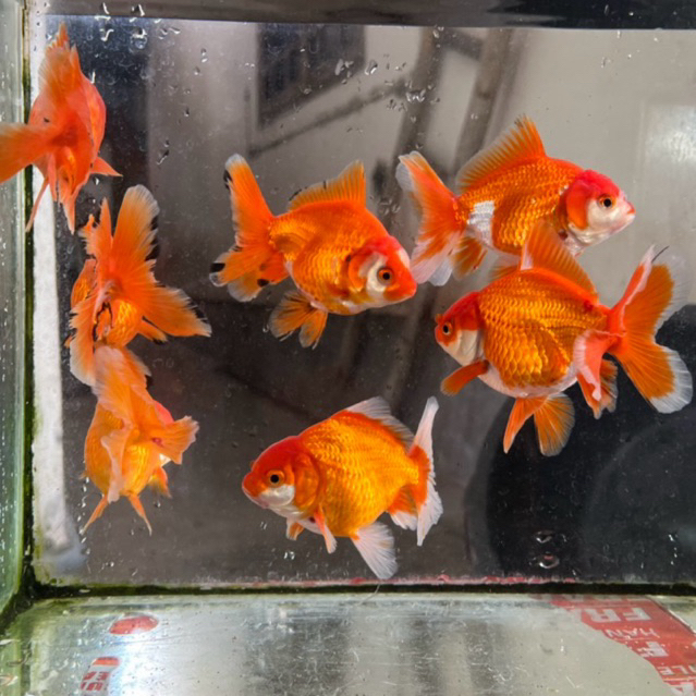 paket 3pcs koki pancawarna oranda josssjiss