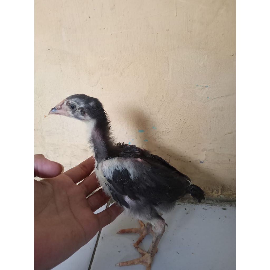 AYAM BANGKOK HIDUP ANAKAN UMUR 2 BULAN