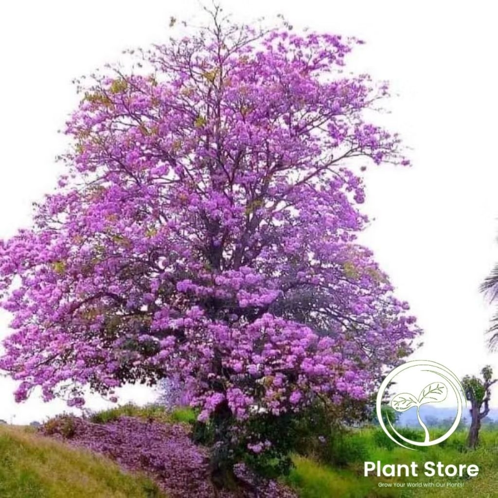 Bibit tanaman hias tabebuya ungu - Bibit tanaman tabebuya bunga ungu - tabebuya ungu