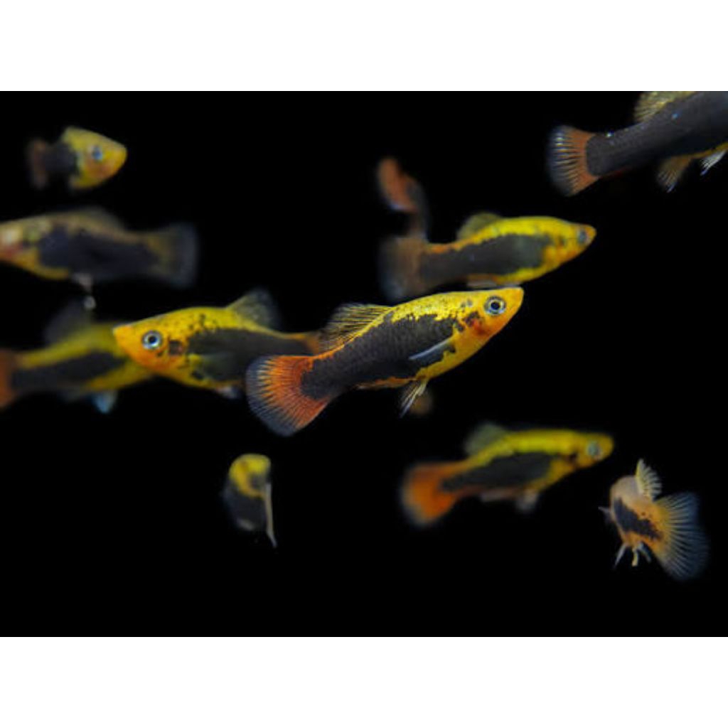 platy hawai hifin 10 pcs