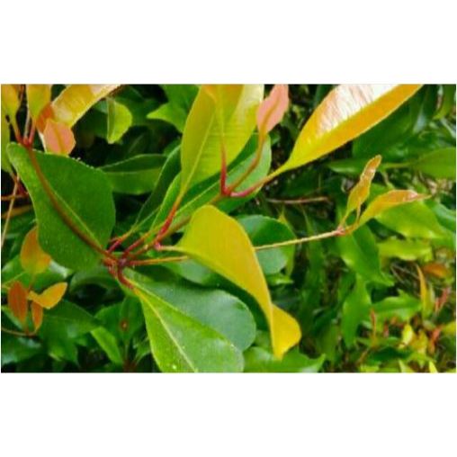 DAUN CENGKEH SEGAR 1KG