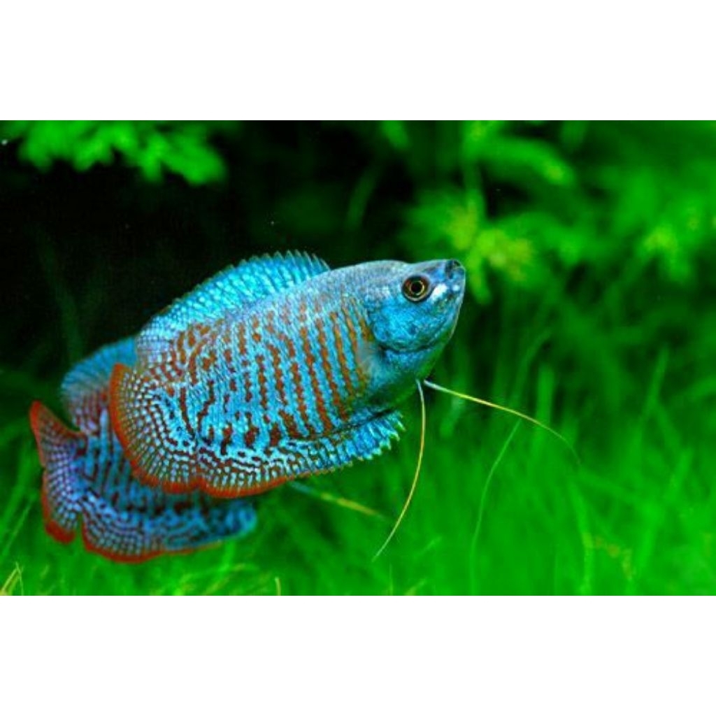 Blue Electric Dwarf Gourami 4-5cm