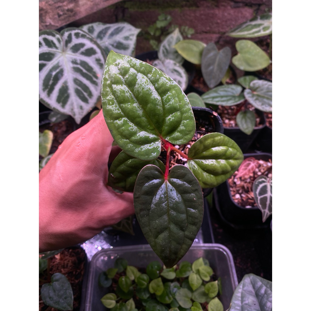 Anthurium Rvdp x Luxurian ecuador
