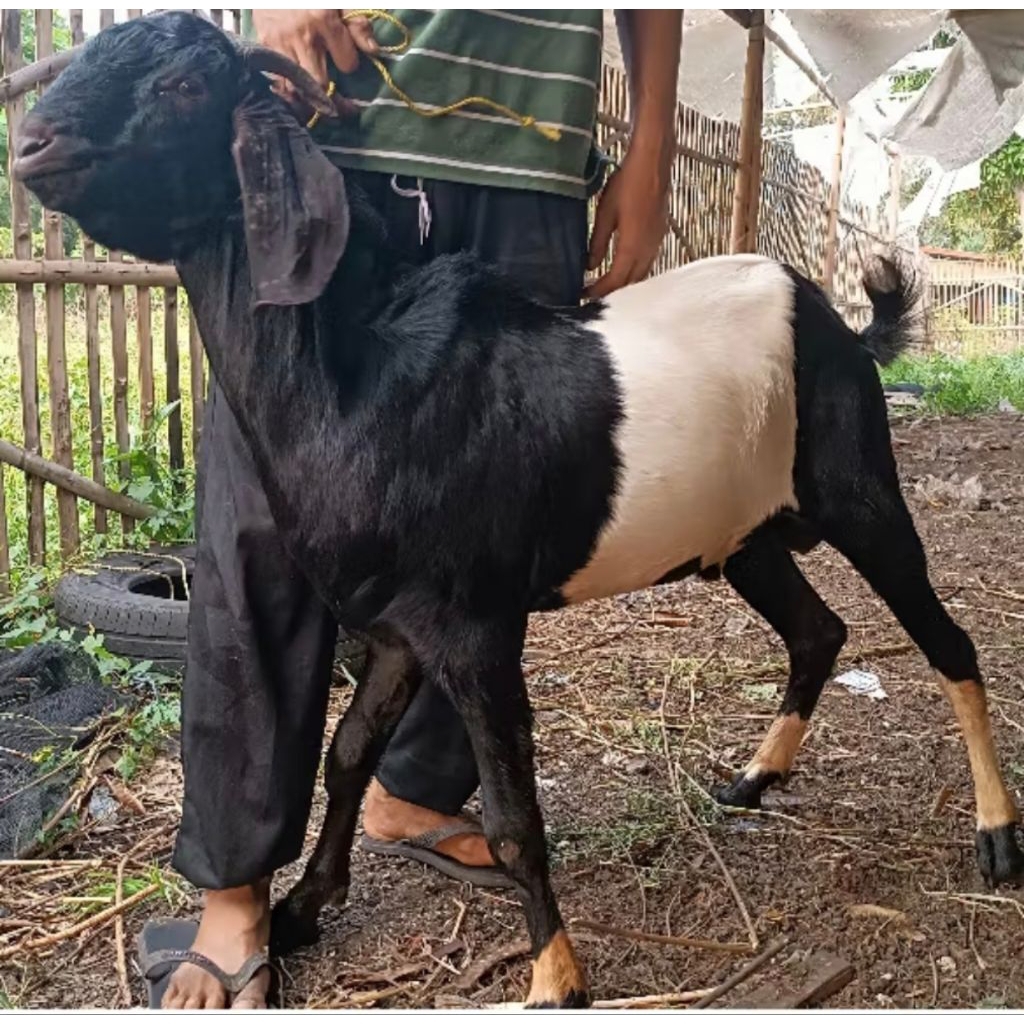 kambing jantan aqiqah dan qurban berat -+30kg kota Samarinda