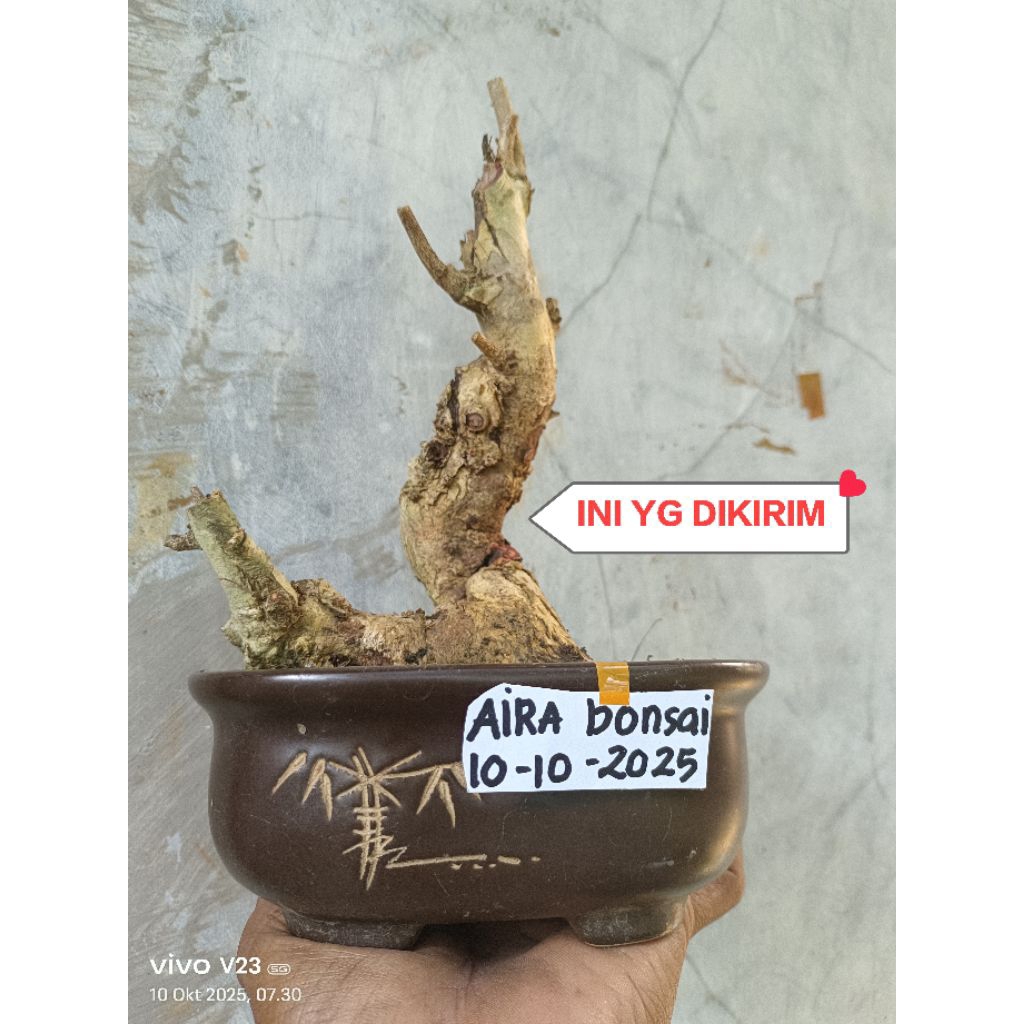 bahan bonsai Walikukun dongkelan prospek