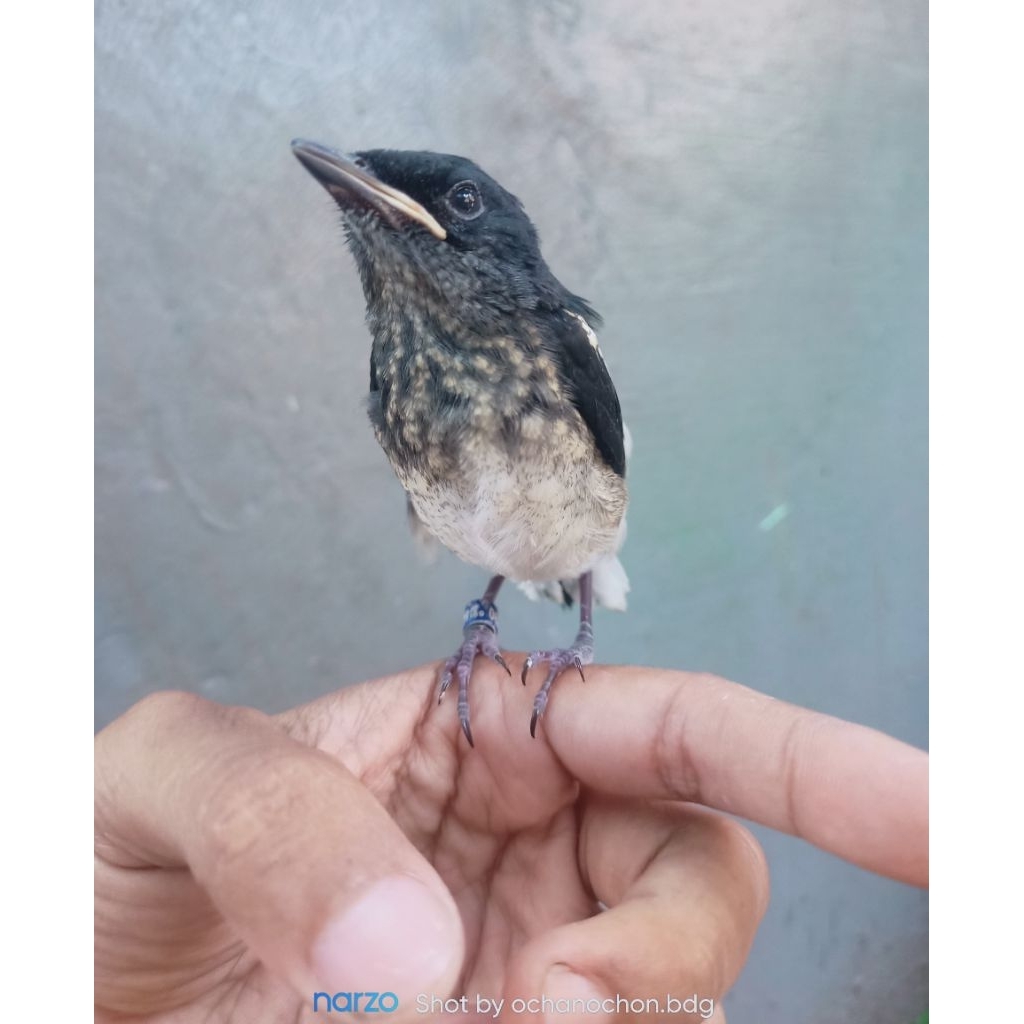 anakan burung kacer dada putih.