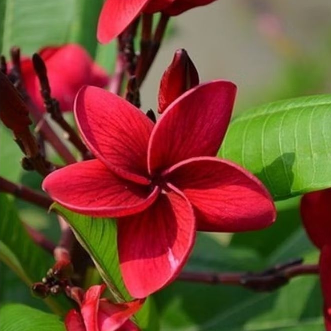 Pohon Kamboja bali bunga merah (sudah berakar) / Tanaman hias kamboja bali bunga merah