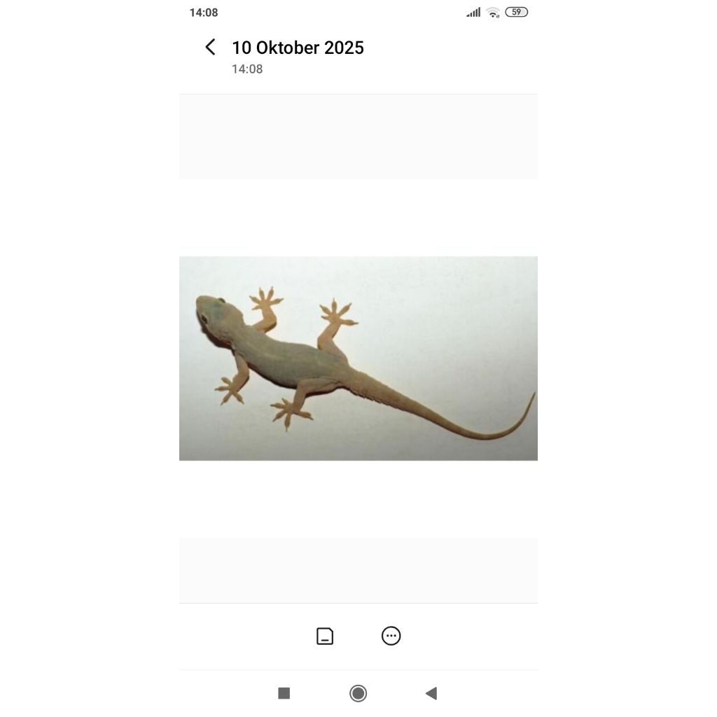 cicak hidup pakan predaktor 100% hidup 50 ekor