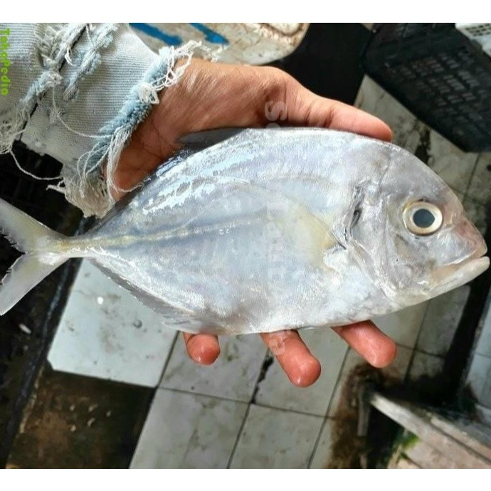 Ikan Kuwe Segar 1Kg Ikan Kuwe Gepeng Ikan Kue