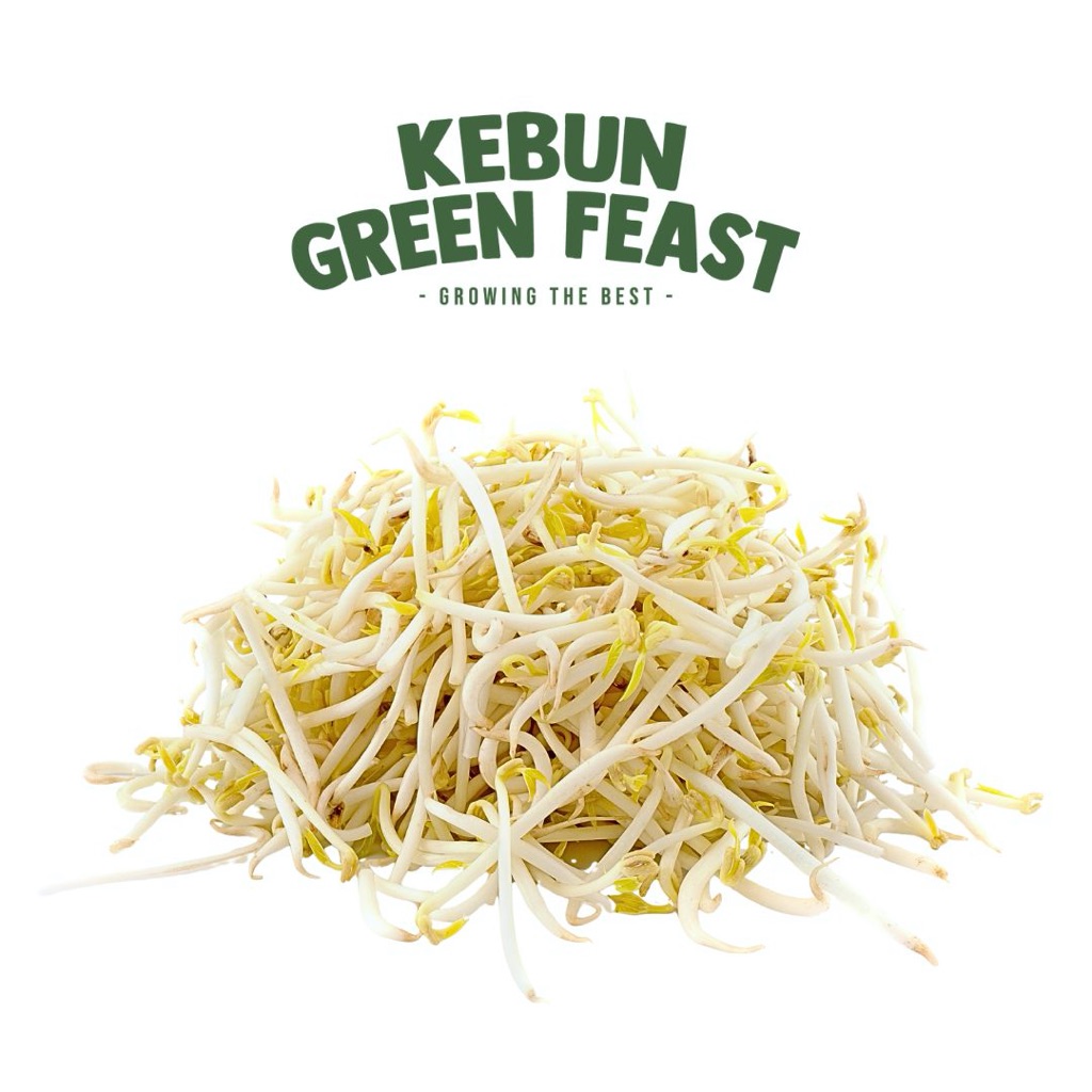 Tauge Petik - Sayur Tauge Segar